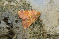 Tiliacea aurago