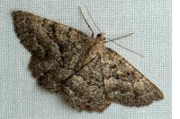 Selidosema taeniolaria