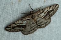 Calamodes occitanaria