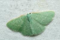 Xenochlorodes olympiaria