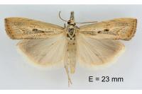 Agriphila geniculea