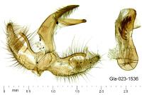 Agriphila geniculea