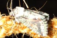 Allophyes oxyacanthae