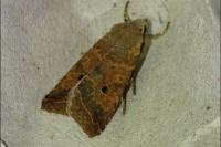 Leptologia lota