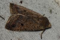 Leptologia lota