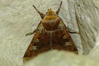 Conistra erythrocephala