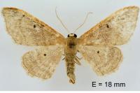 Idaea degeneraria