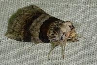Cymatophorina diluta