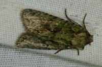 Dryobotodes eremita