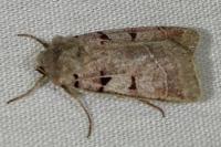 Eugnorisma glareosa