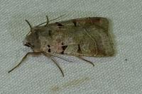 Eugnorisma glareosa