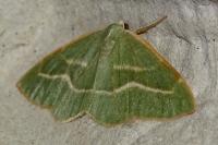 Hylaea fasciaria