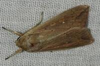 Mythimna unipuncta