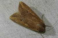Mythimna unipuncta