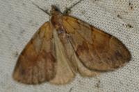 Pennithera firmata firmata