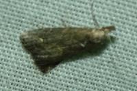 Schrankia costaestrigalis