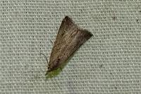 Schrankia costaestrigalis