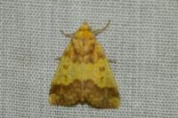 Tiliacea aurago
