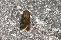 Agrotis segetum