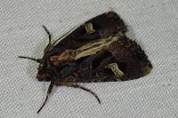 Trigonophora flammea