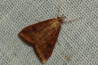 Udea ferrugalis