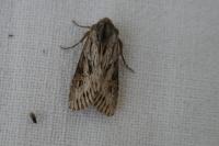 Aporophyla australis