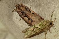 Xestia c-nigrum