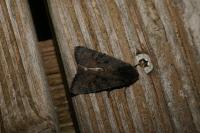 Aporophyla nigra