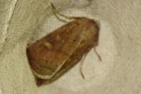 Xestia xanthographa