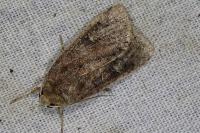 Xestia xanthographa