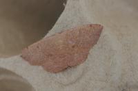 Cyclophora puppillaria