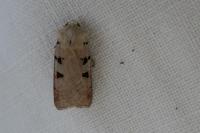 Eugnorisma glareosa