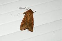Helicoverpa armigera