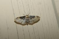 Idaea filicata