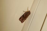 Noctua fimbriata/tirrenica