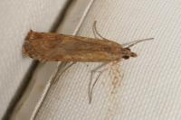 Nomophila noctuella