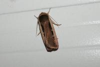 Ochropleura leucogaster