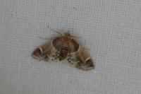Pyralis farinalis