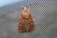 Xestia xanthographa
