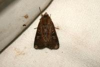 Xestia xanthographa