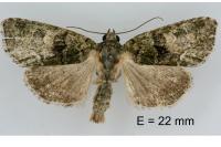Cryphia algae