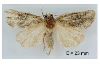 Bryophila vandalusiae