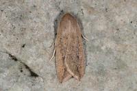 Mythimna unipuncta