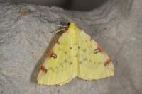 Opisthograptis luteolata