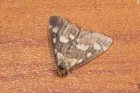 Pyrausta purpuralis