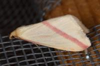 Rhodometra sacraria