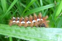 Acronicta rumicis