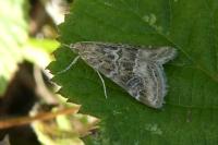 Hellula undalis
