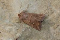 Mythimna albipuncta