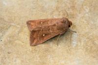 Mythimna albipuncta